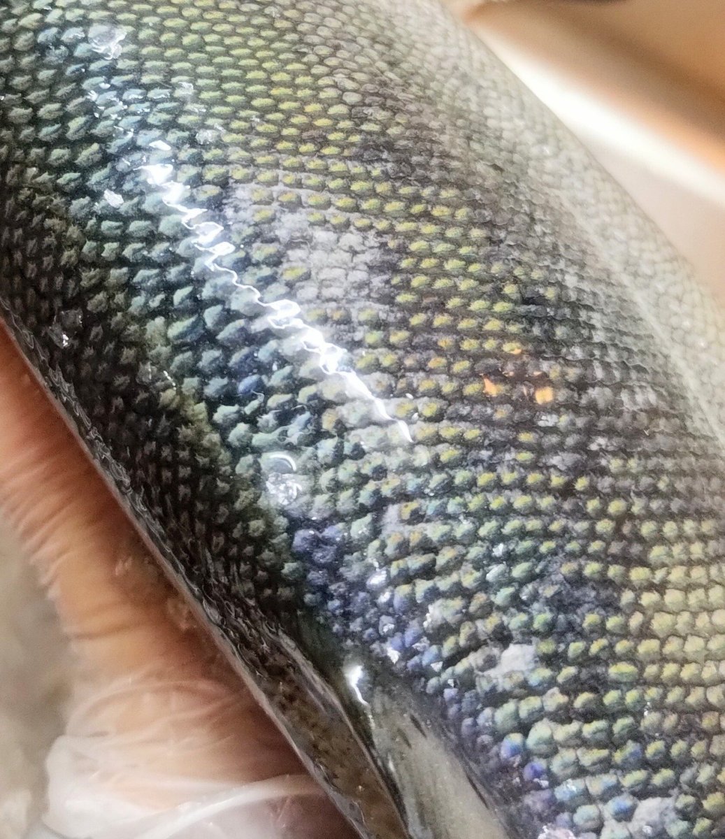 画像5: Pika Pika Cherry Trout 3〜6PC(50g)【羅臼産】 (5)