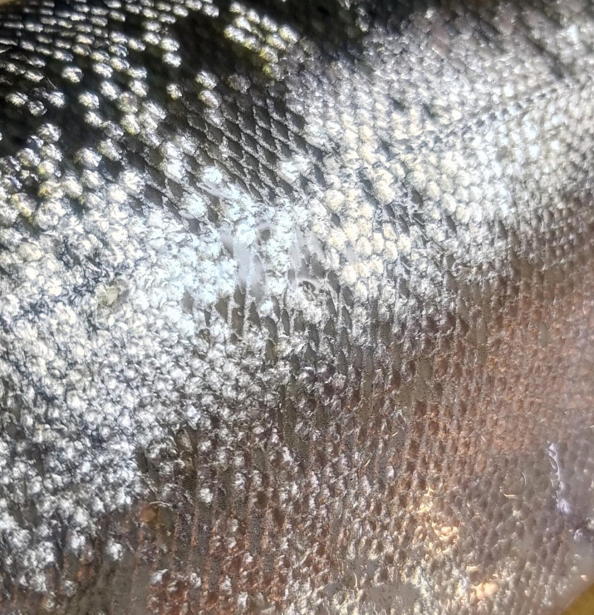 画像4: Pika Pika Cherry Trout 3〜6PC(50g)【羅臼産】 (4)