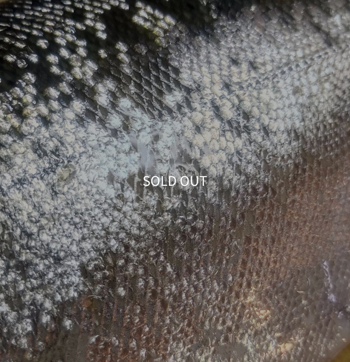 画像4: Pika Pika Cherry Trout 3〜6PC(50g)【羅臼産】 (4)