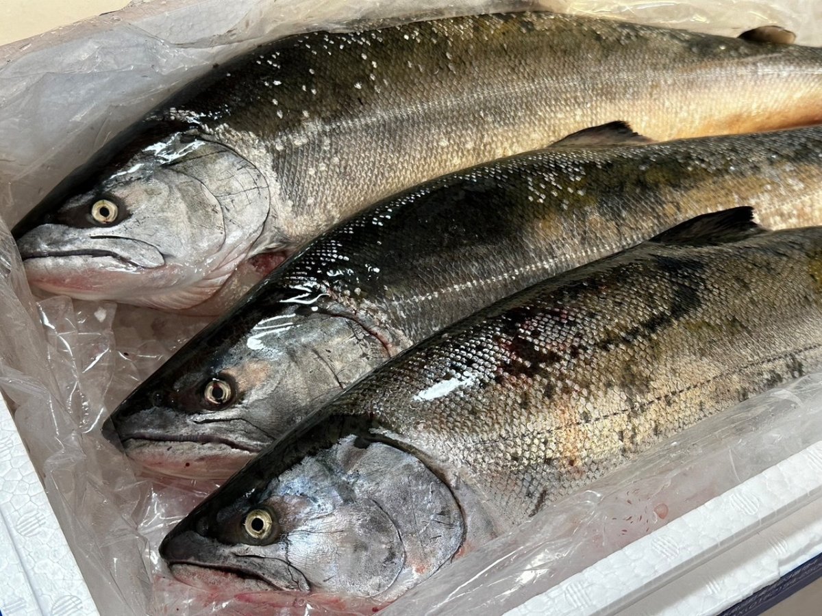 画像3: Pika Pika Cherry Trout 3〜6PC(50g)【羅臼産】 (3)