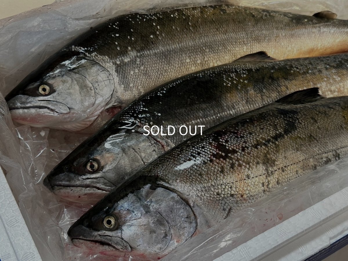 画像3: Pika Pika Cherry Trout 3〜6PC(50g)【羅臼産】 (3)