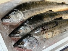 画像3: Pika Pika Cherry Trout 3〜6PC(50g)【羅臼産】 (3)