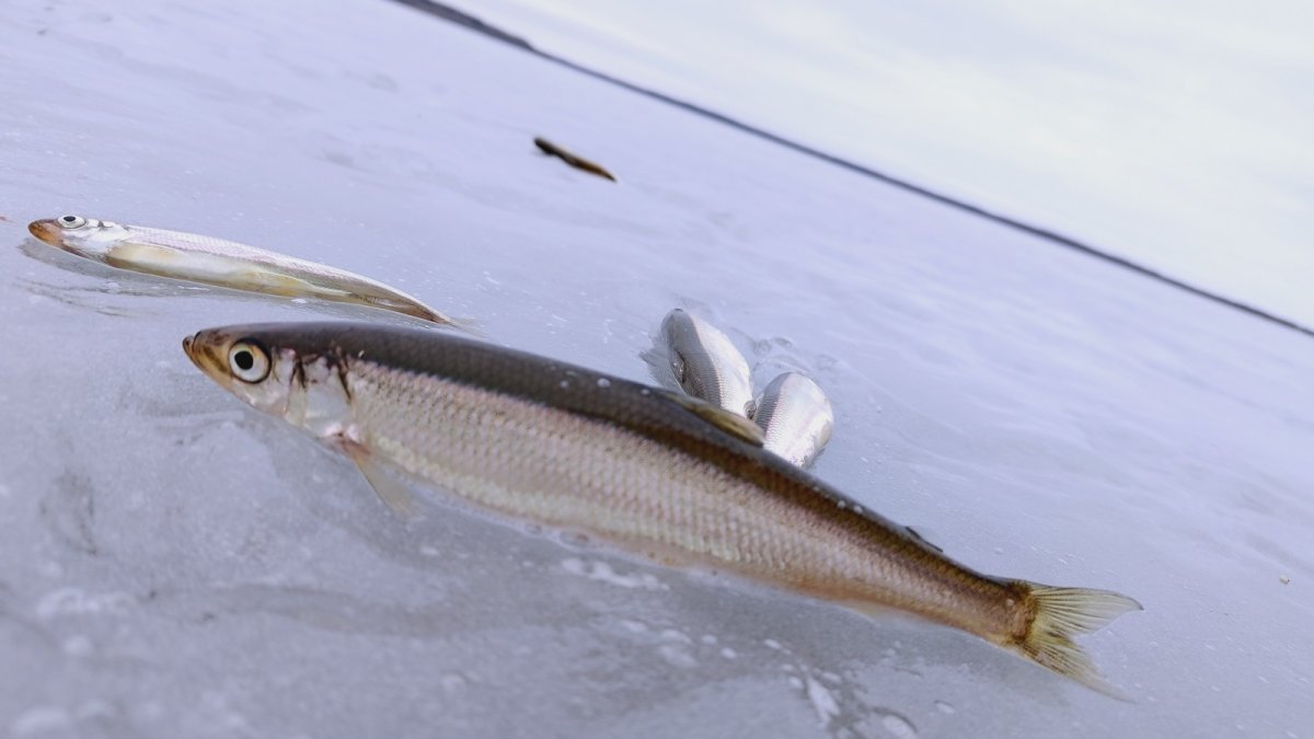 画像3: 抽選販売！！【チカ】Chika Chika Surf Smelt 50g±【風蓮湖産】 (3)