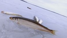 画像3: 抽選販売！！【チカ】Chika Chika Surf Smelt 50g±【風蓮湖産】 (3)