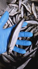 画像4: 抽選販売！！【チカ】Chika Chika Surf Smelt 50g±【風蓮湖産】 (4)