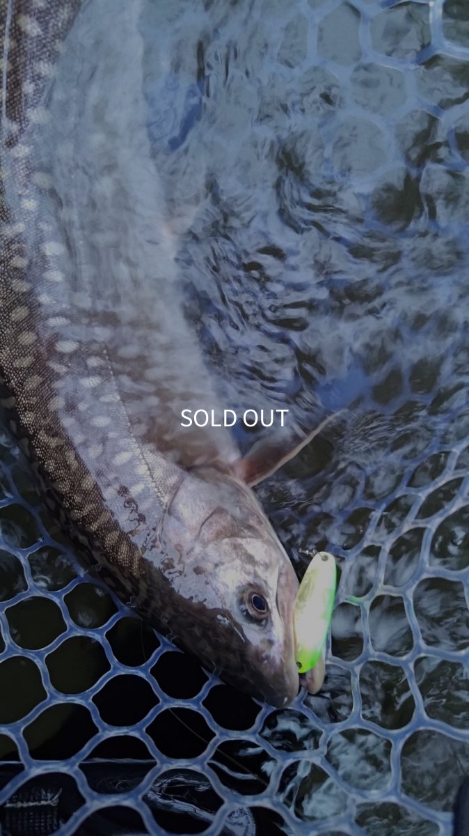 画像2: 【雨鱒】Sito Sito Rain Trout 50g±【当幌川産】 (2)
