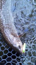 画像2: 【雨鱒】Sito Sito Rain Trout 50g±【当幌川産】 (2)