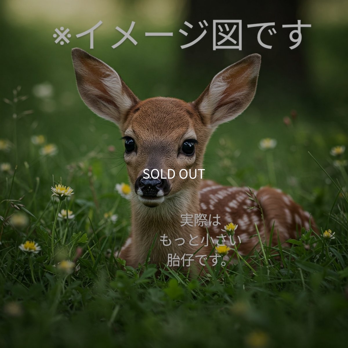 画像1: Maru Maru Life in Life 100g (1)