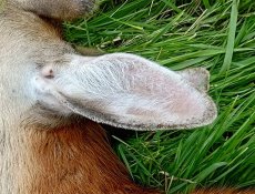 画像1: 【耳介軟骨】Pira Pira Deer Ear (1)