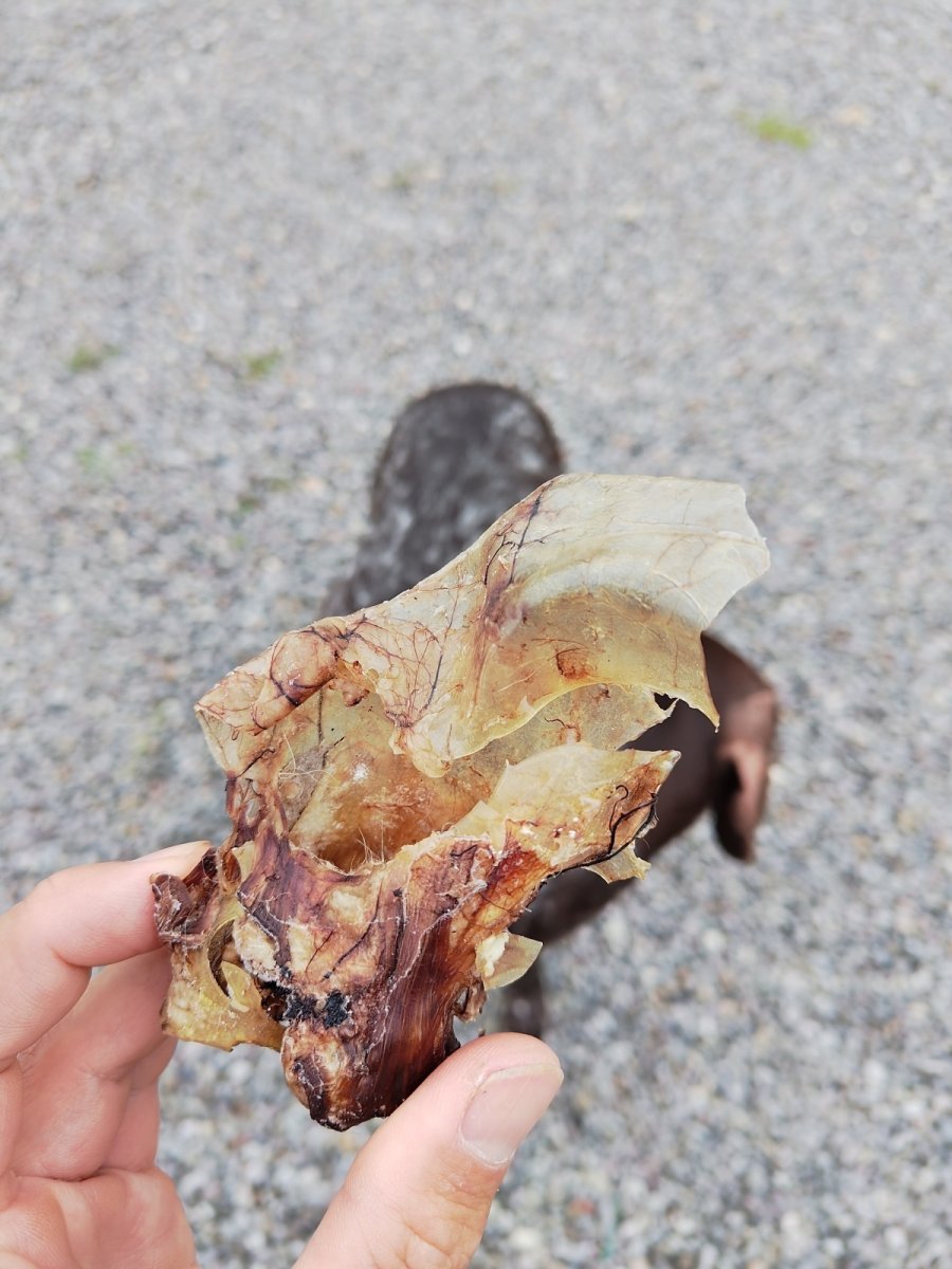 画像2: 【耳介軟骨】Pira Pira Deer Ear (2)
