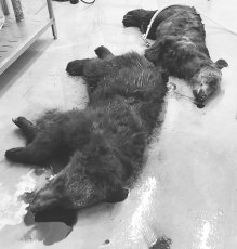 画像2: ヒグマ肉(内モモ380g) (2)