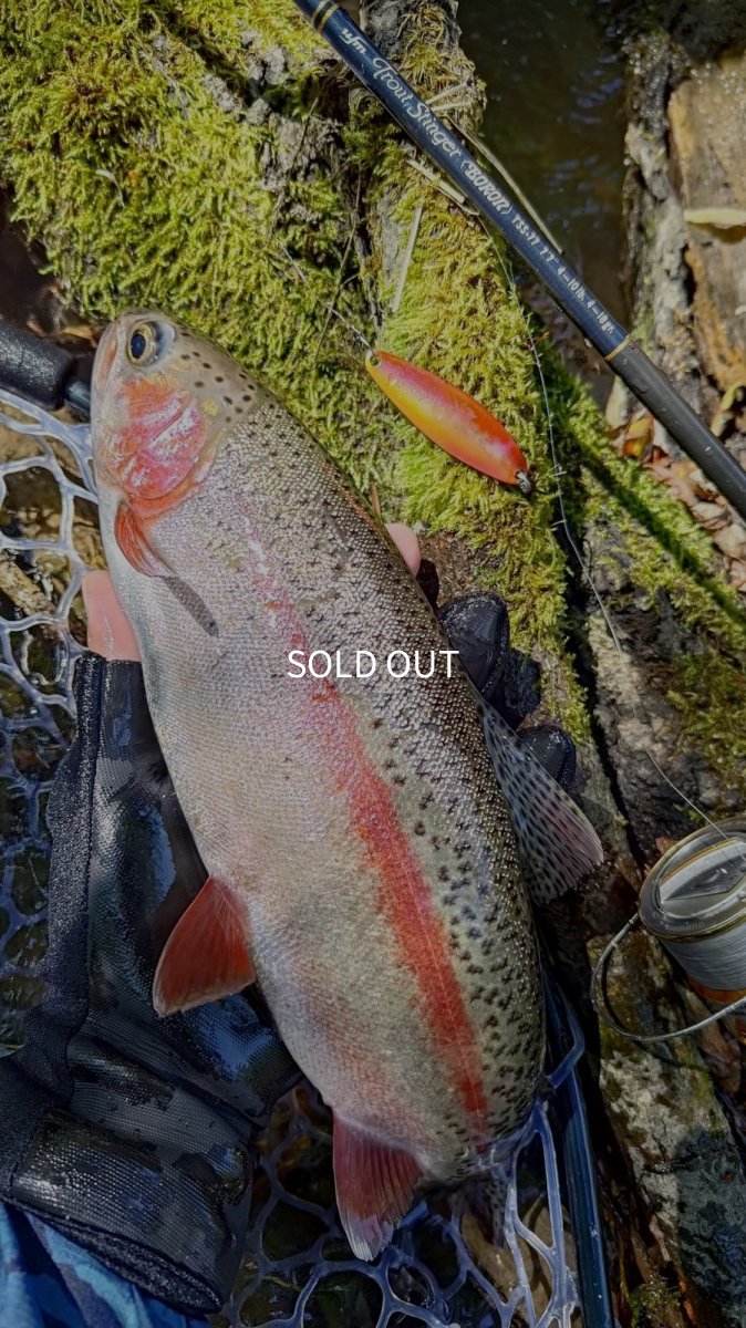 画像3: 【ニジマス】Kira Kira Rainbow Trout 50g± (3)