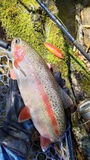 画像3: 【ニジマス】Kira Kira Rainbow Trout 50g± (3)
